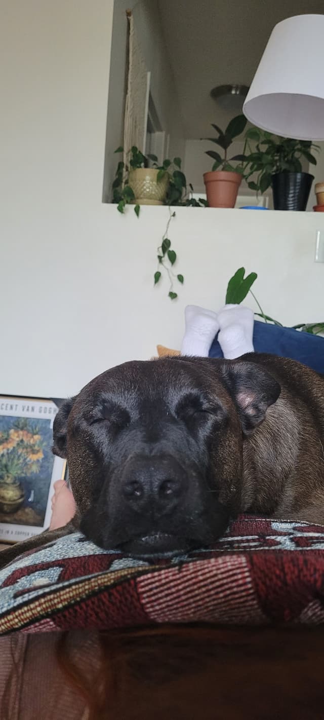 Sleeping puppy on a blanket