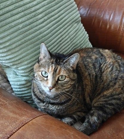 Jules Smith's cat Luna